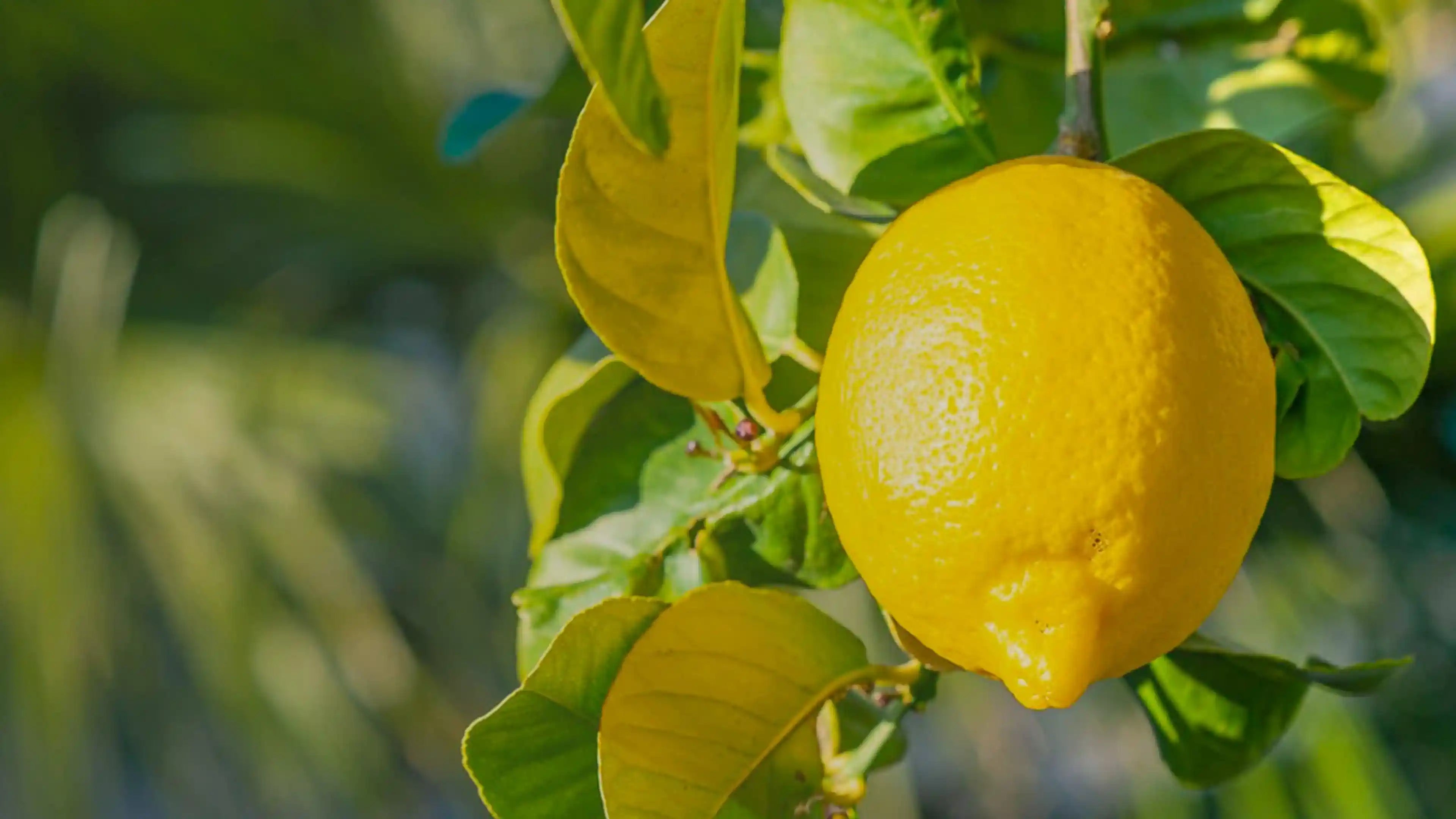 Limone Buccia