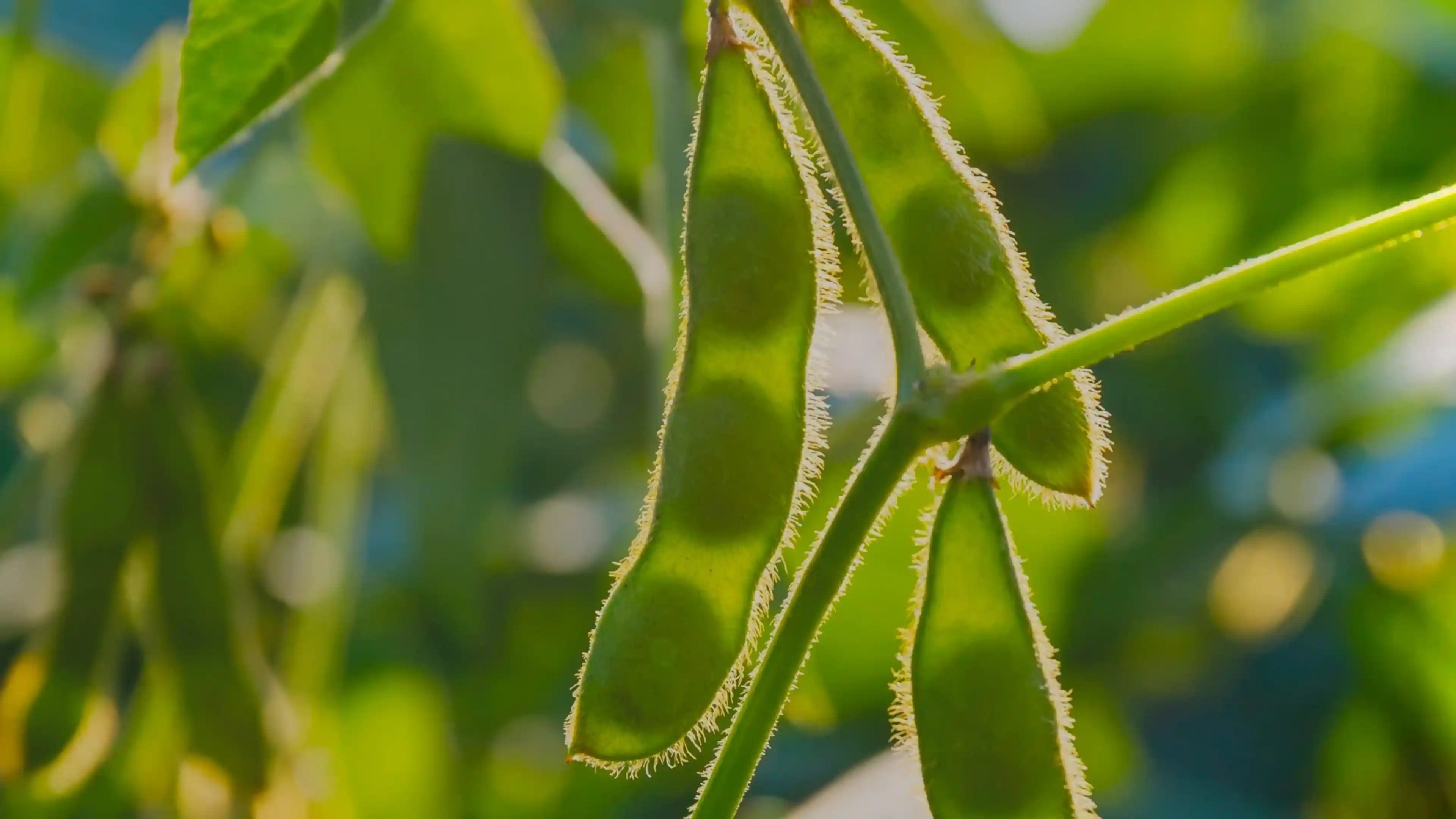 Proteine di Soia Idrolizzate