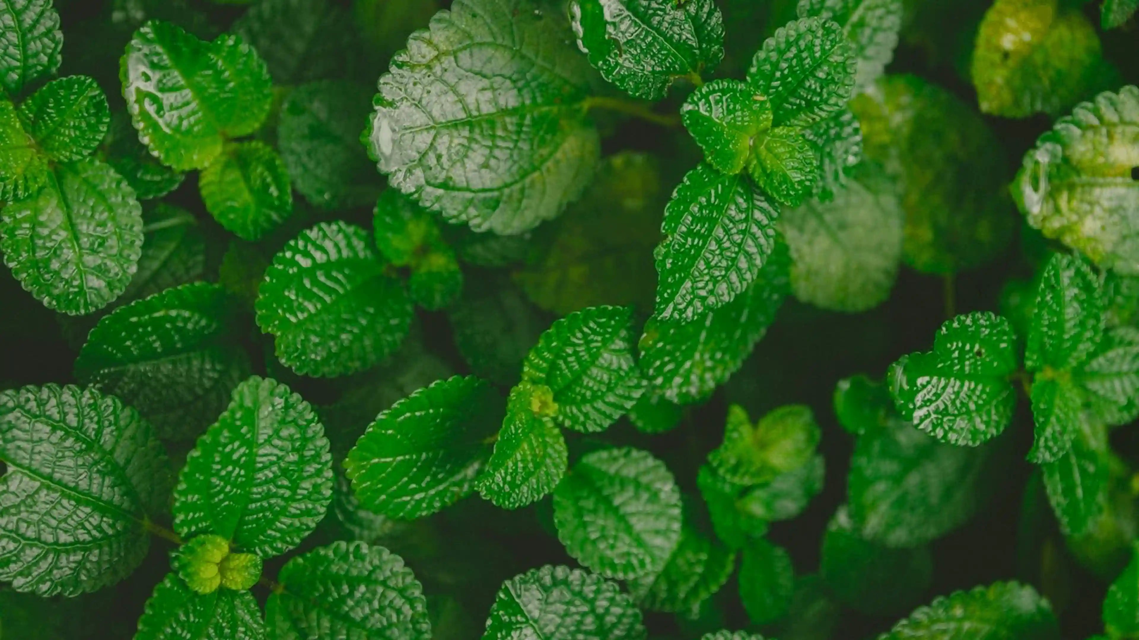 Olio Essenziale di Menta Piperita