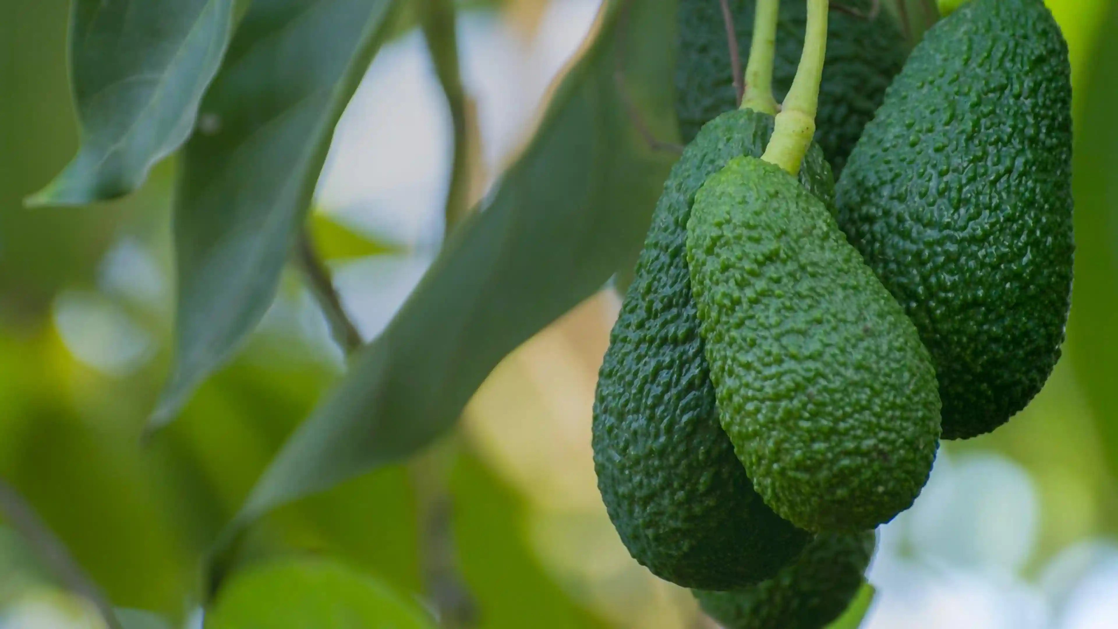 Olio di Avocado