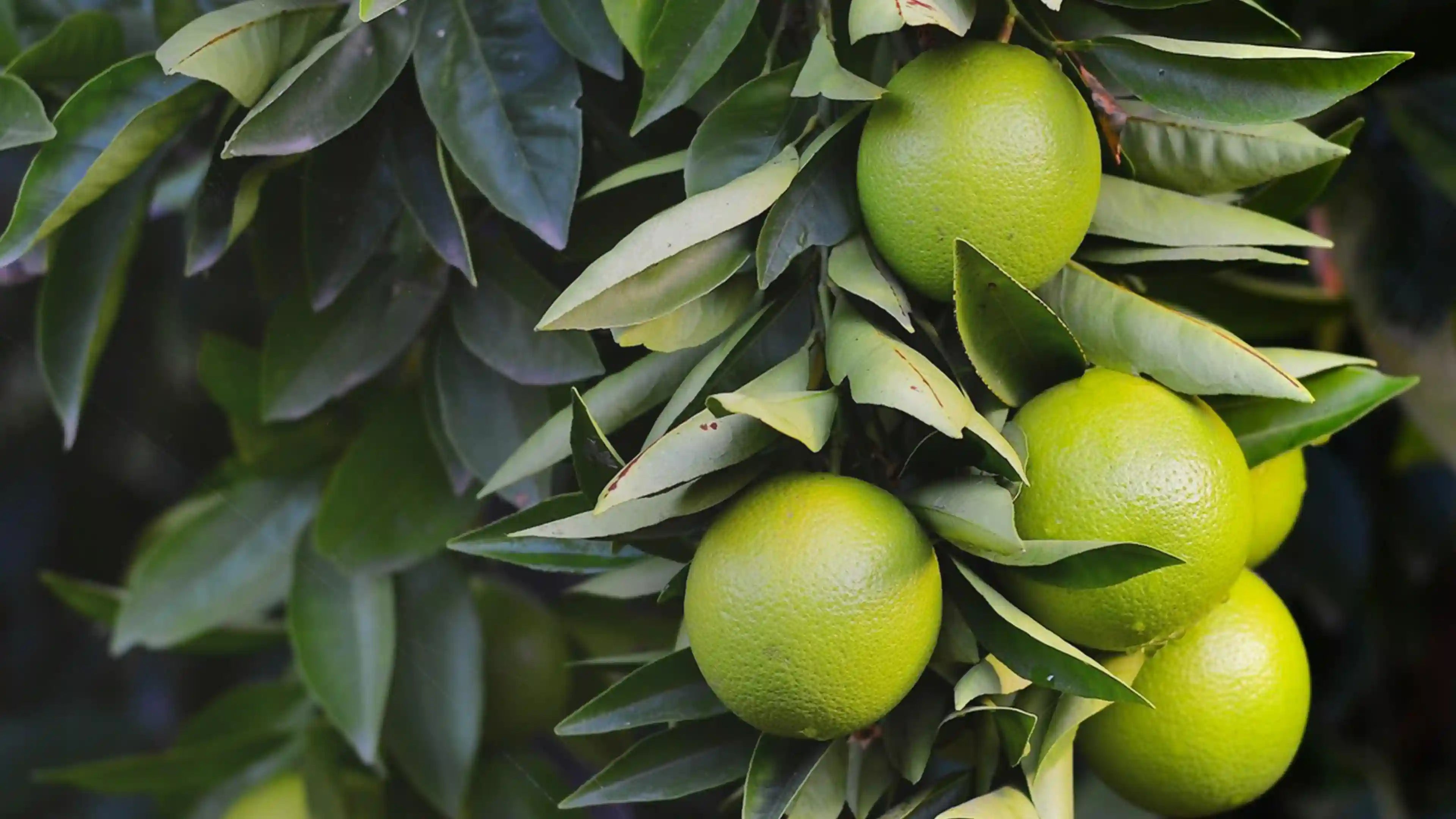 Olio Essenziale di Bergamotto