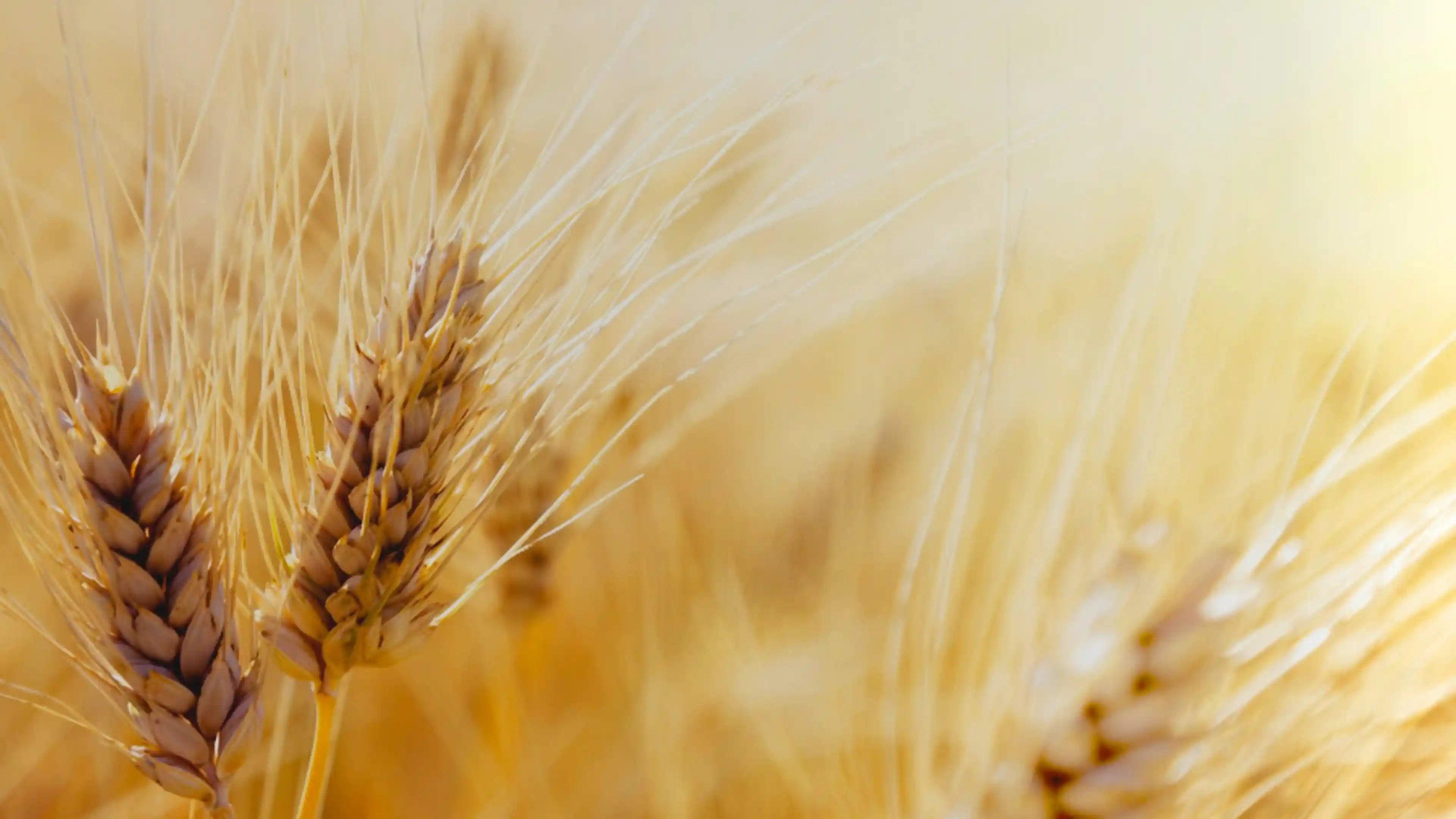 Olio di Germe di Grano