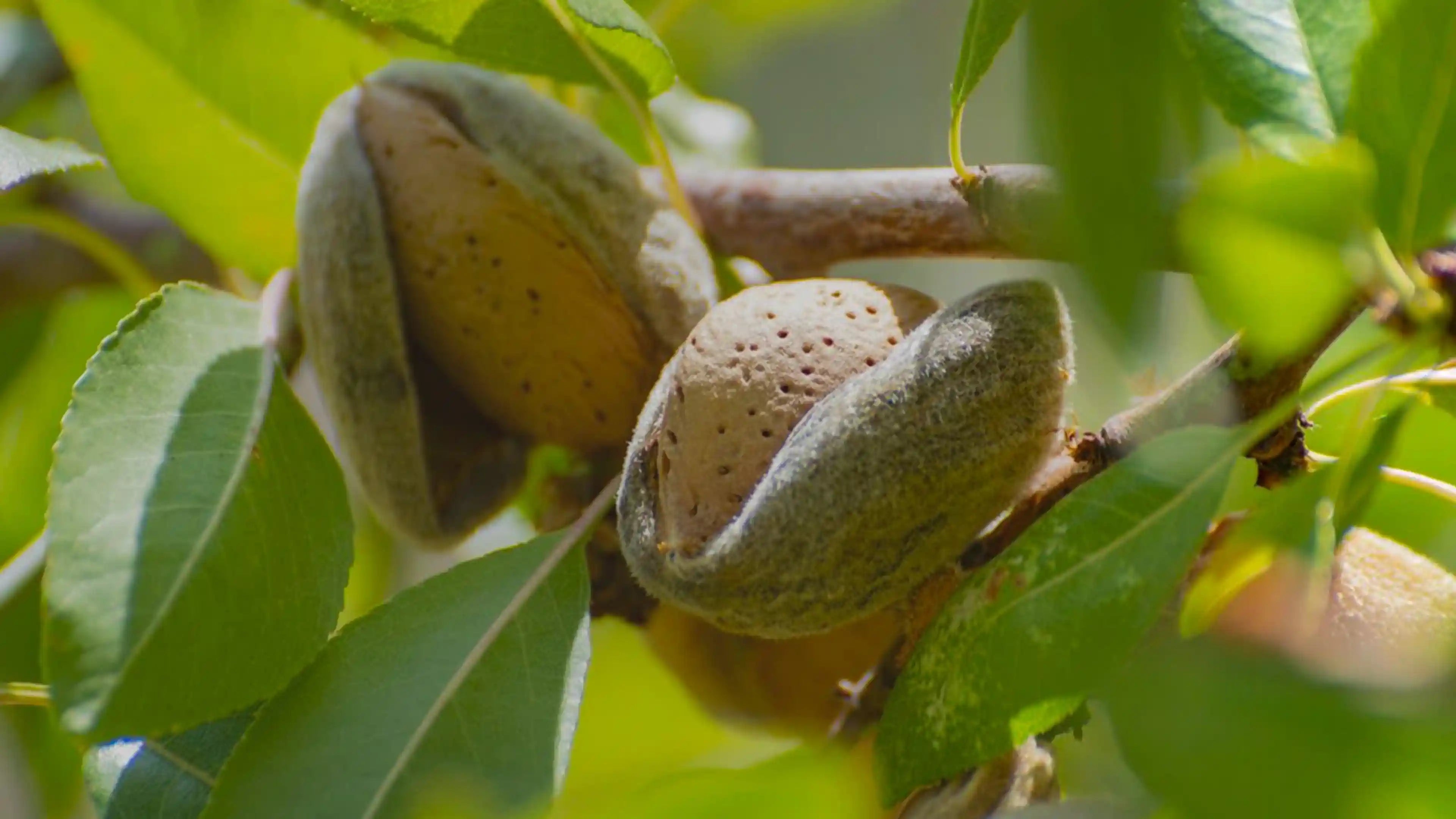 Olio di Mandorle Dolci