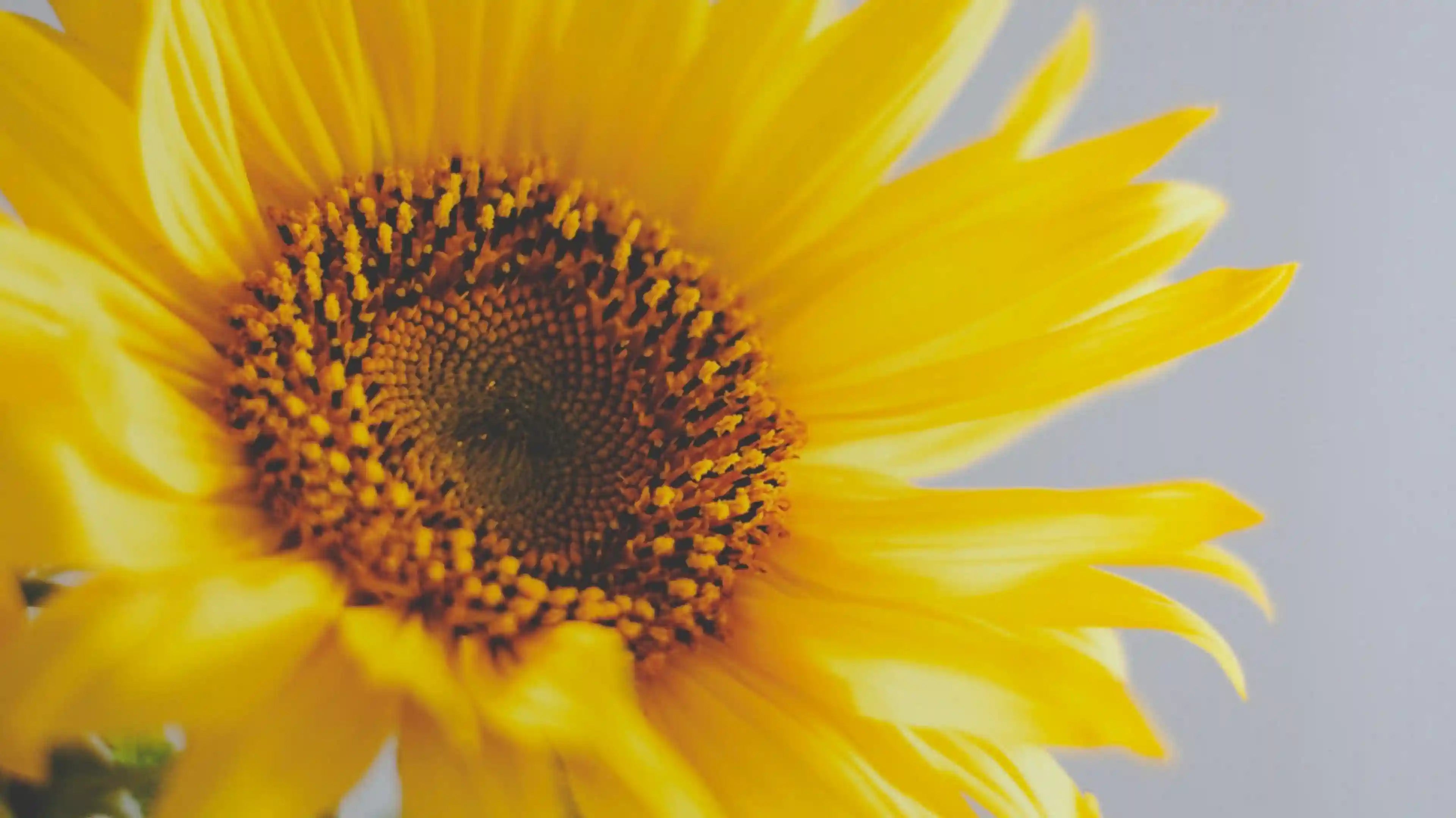 Olio di Semi di Girasole