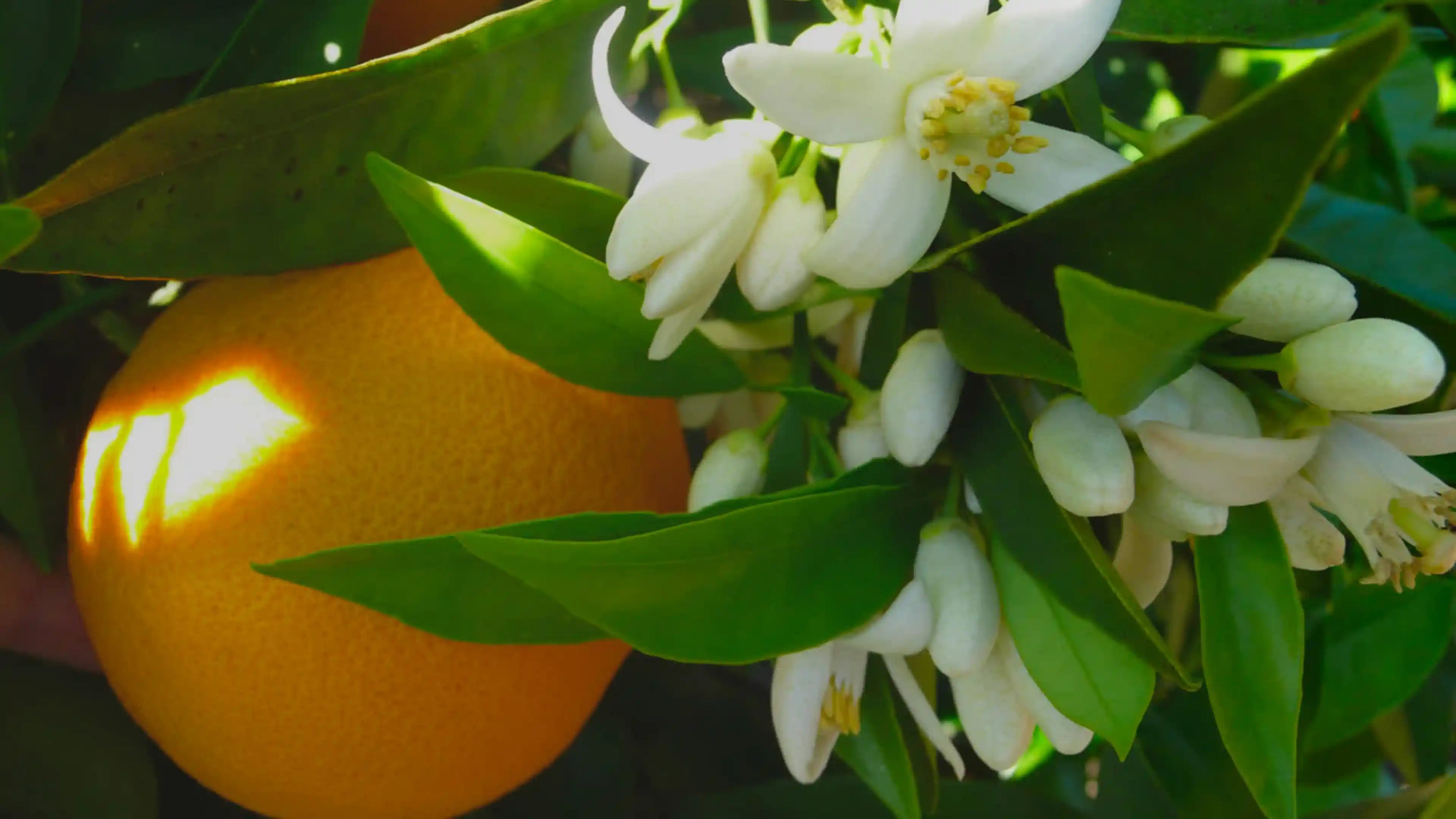Olio Essenziale di Arancio Dolce