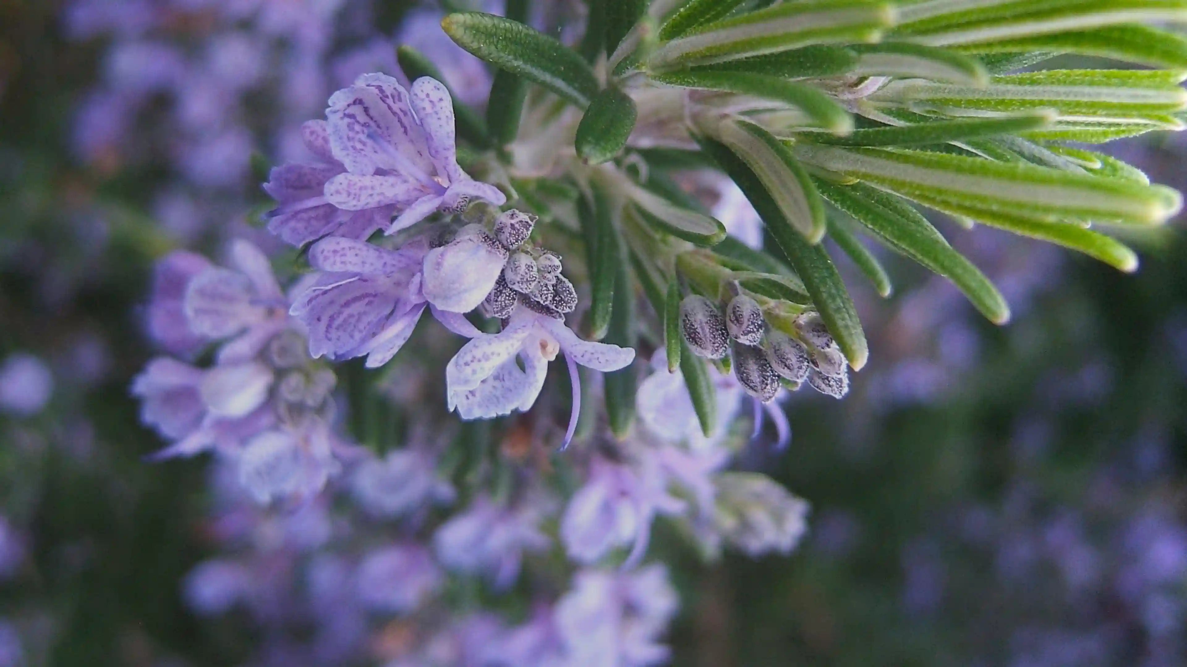 Olio Essenziale di Rosmarino