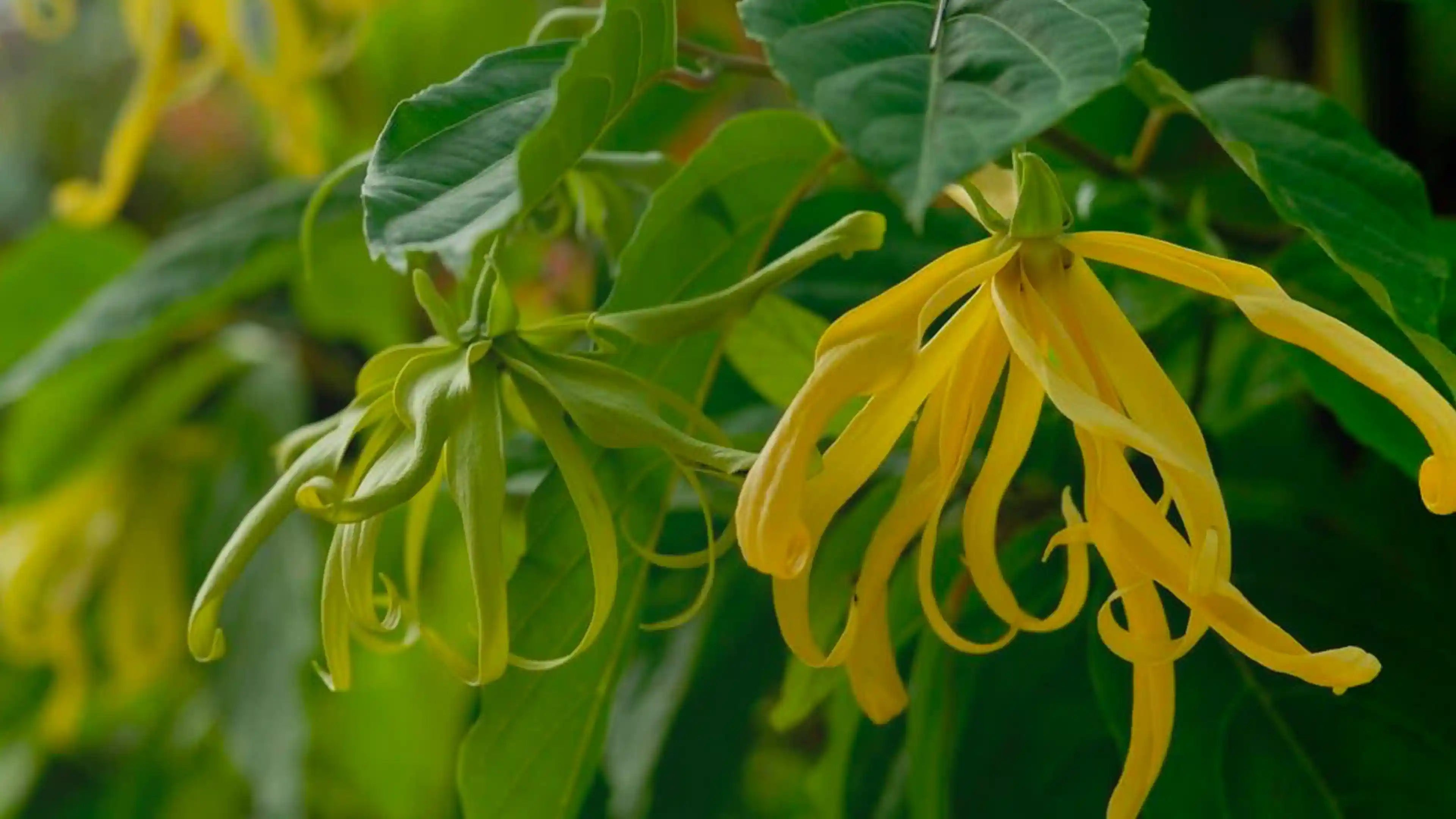 Olio Essenziale di Ylang Ylang