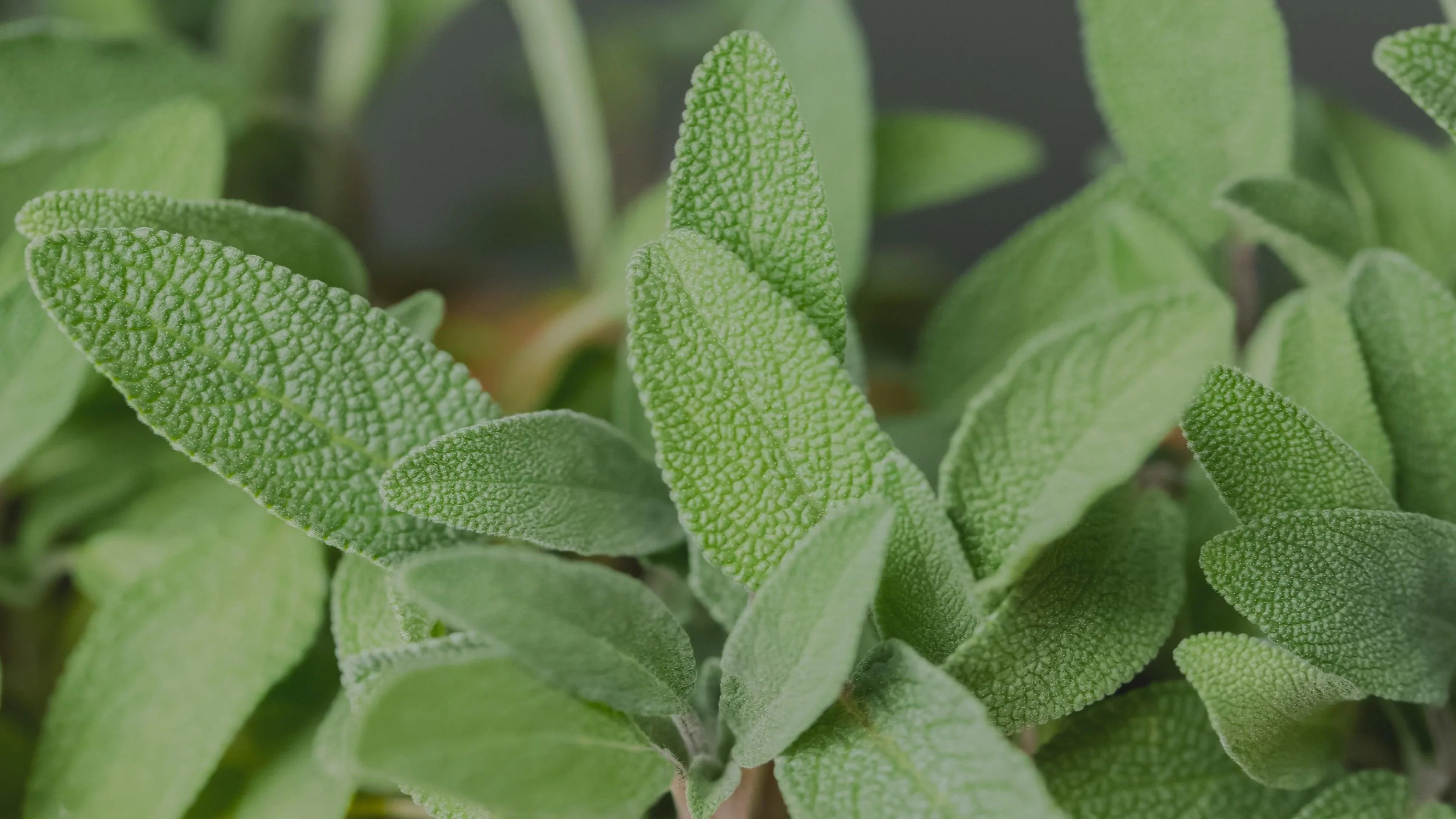 Olio Essenziale di Salvia