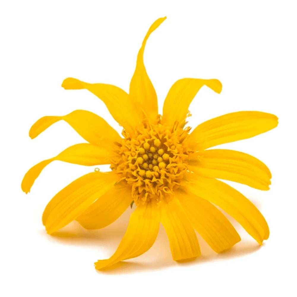 Fiori di arnica, pianta naturale con effetti antinfiammatori e benefici per muscoli e pelle