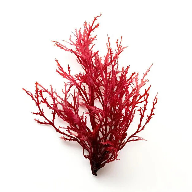 Microalga rossa ricca di astaxantina, potente antiossidante naturale per la cura della pelle