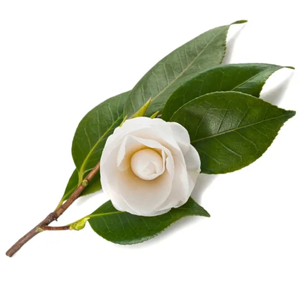 L’estratto di tè verde è ricco di polifenoli e catechine.