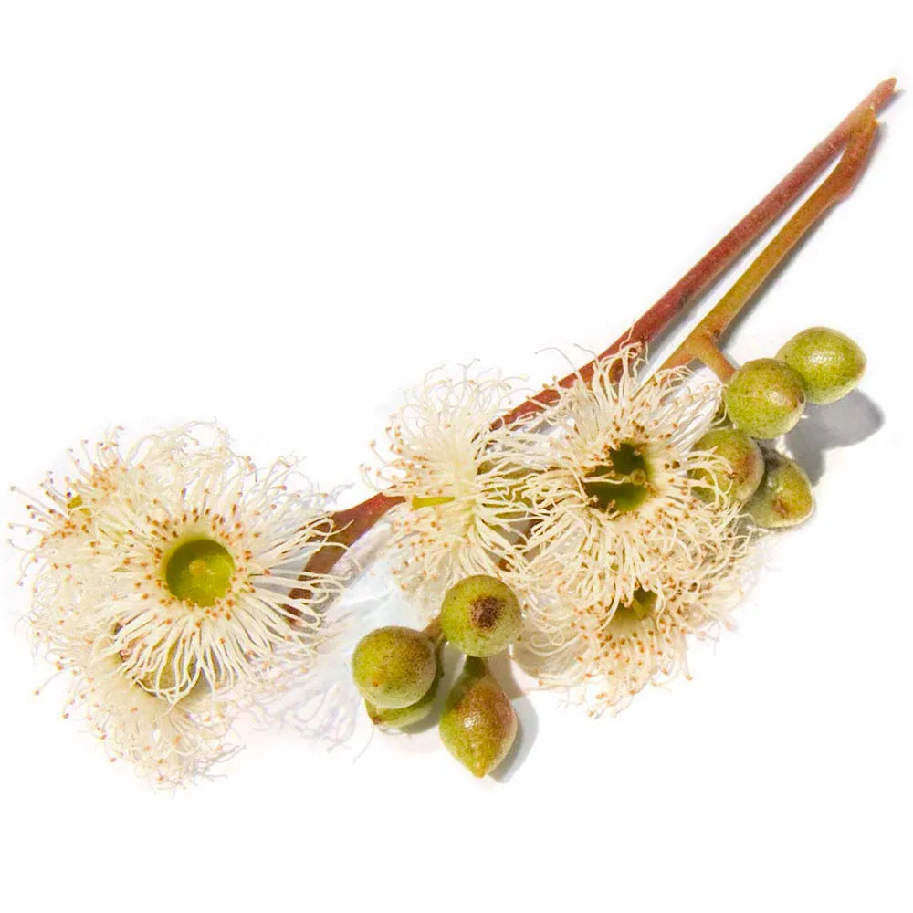 Olio essenziale di eucalipto con foglie fresche, un alleato naturale dalle proprietà balsamiche, purificanti e antibatteriche