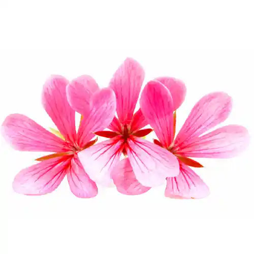 Olio essenziale di Geranio, dalle proprietà riequilibranti, tonificanti e purificanti, ideale per la cura della pelle e il benessere emotivo.