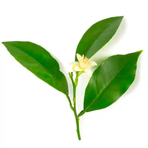 Olio essenziale di Petit Grain, noto per le sue proprietà purificanti, rilassanti e riequilibranti, ideale per pelle sensibile e benessere emotivo.