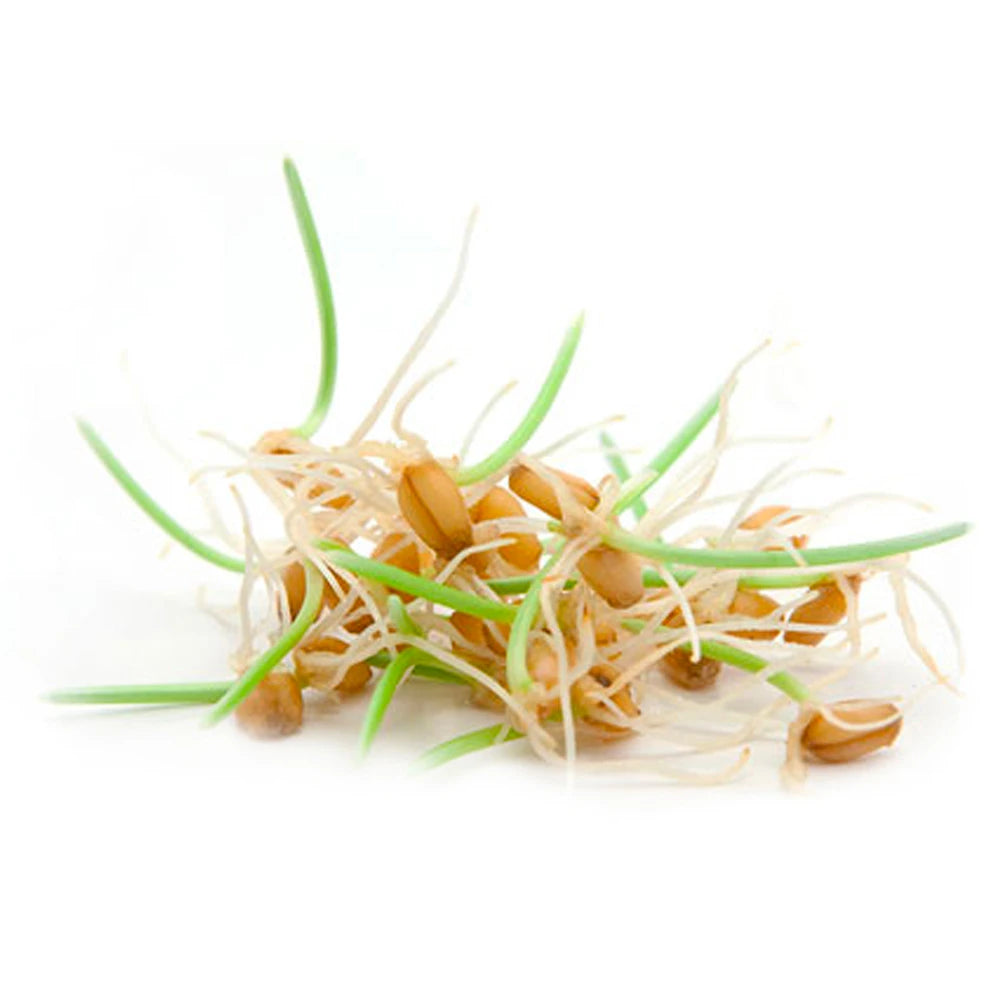 Bottiglia di olio di germe di grano ricco di vitamina E e antiossidanti per la cura di pelle e capelli