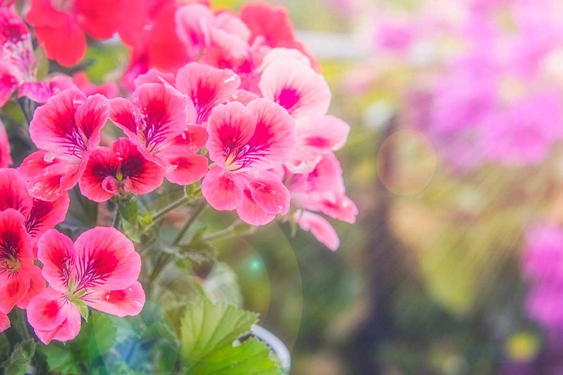 Il Segreto dell'Olio Essenziale di Geranio