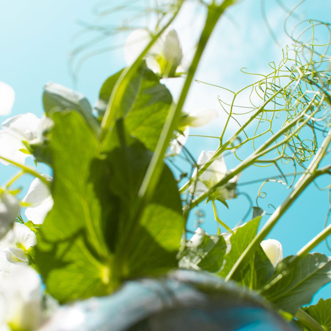 Giornata della TERRA