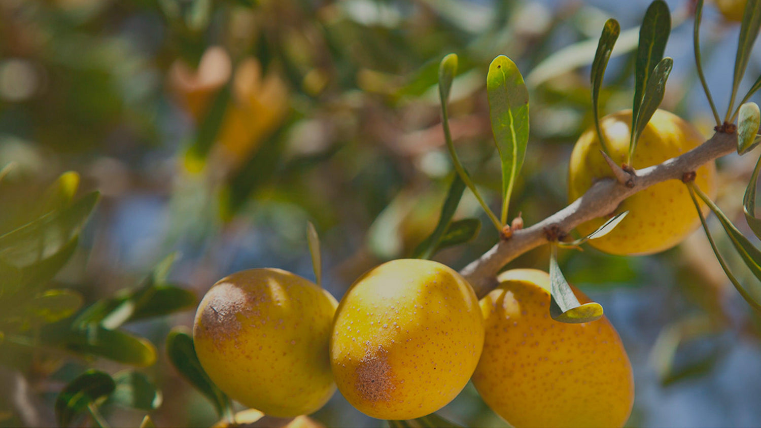 Olio di Argan