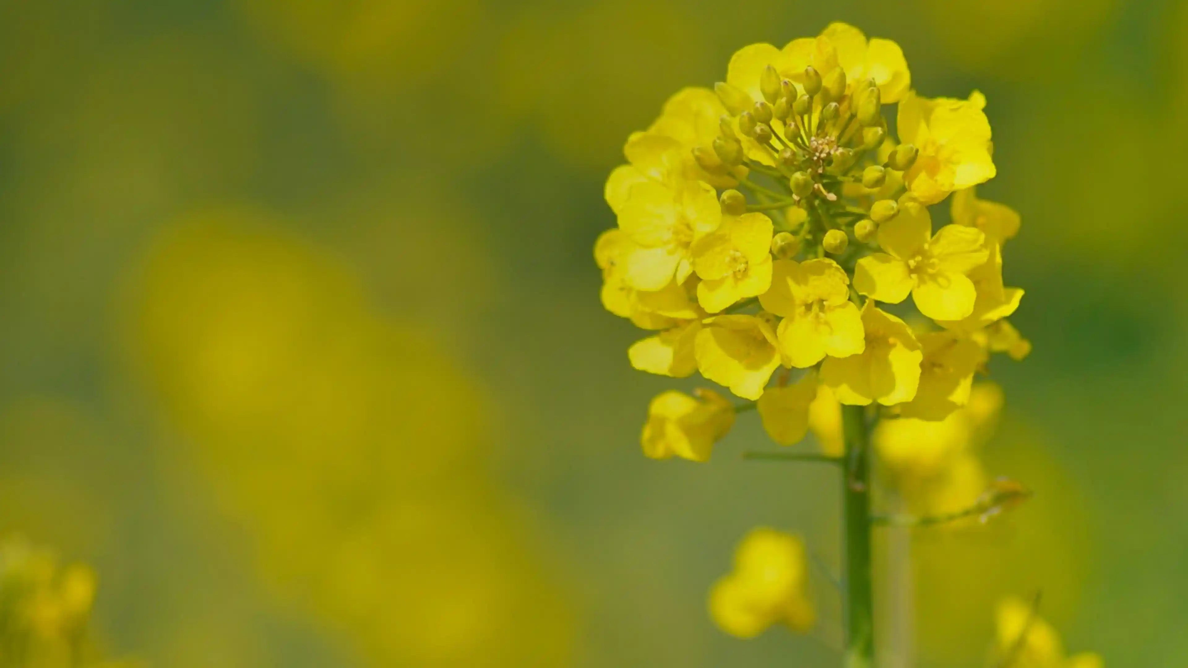 Behentrimonium Metosolfato
