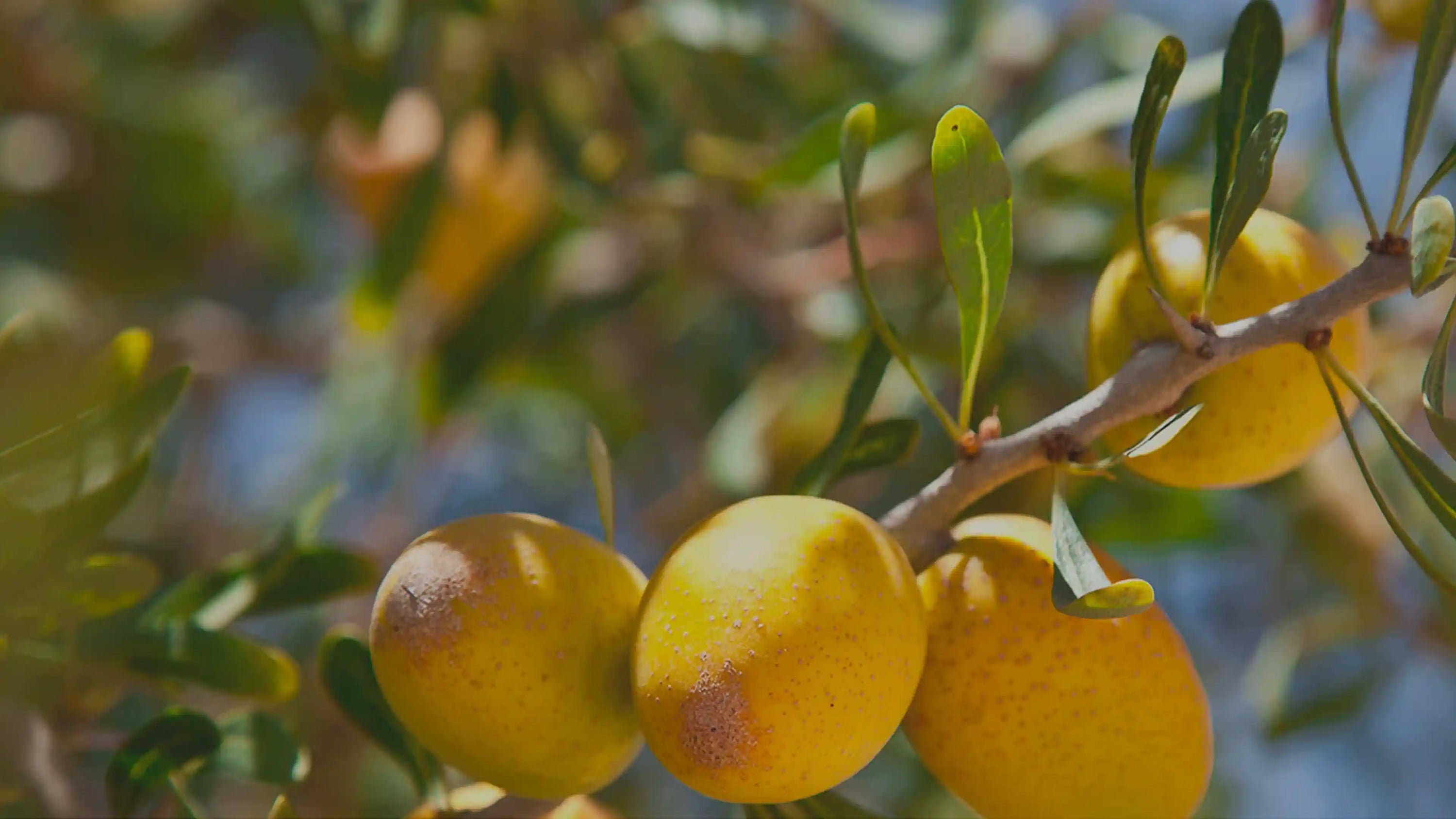 Olio di Argan