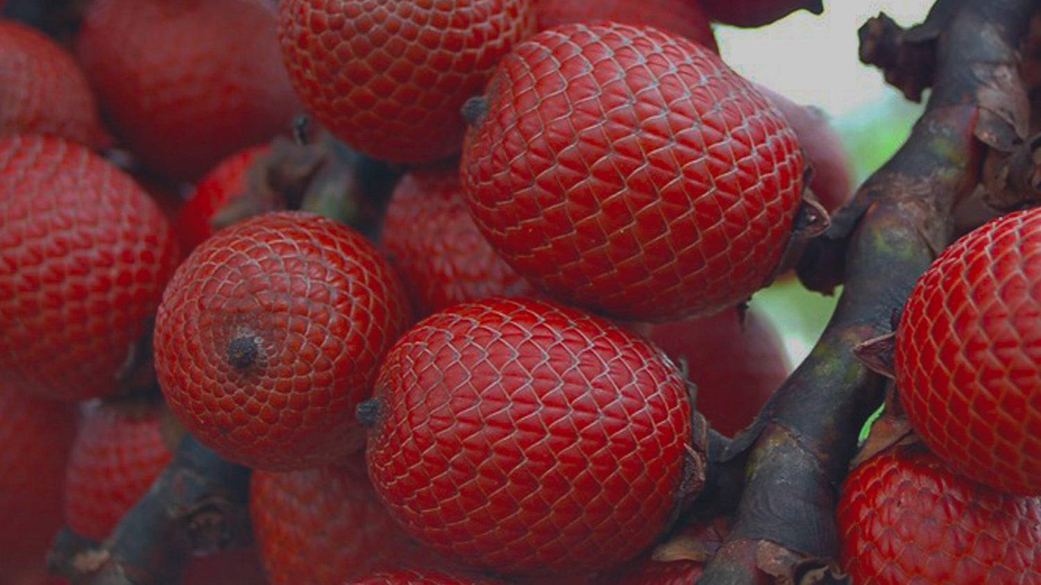 Olio di Buriti
