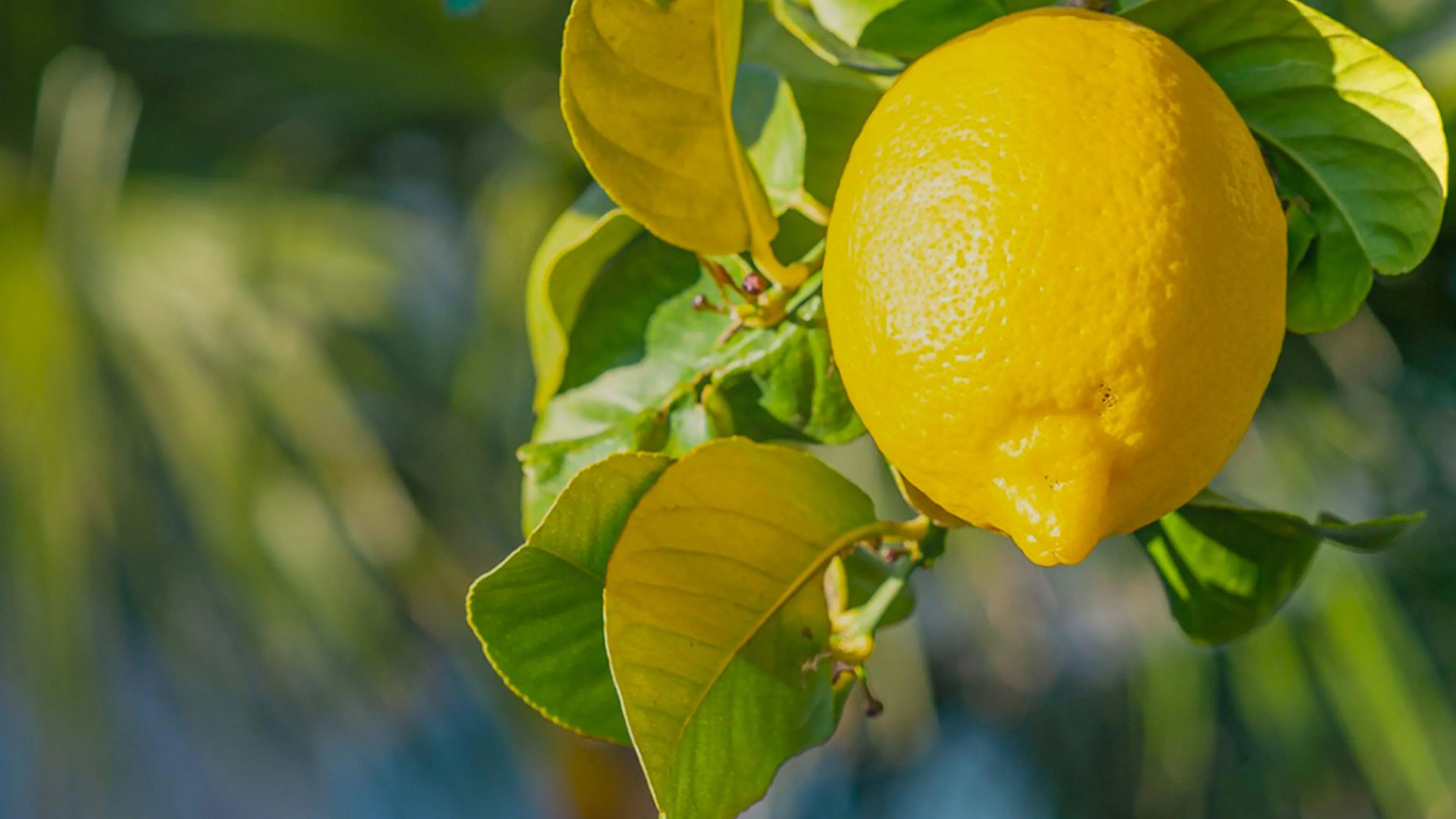 Olio Essenziale di Limone