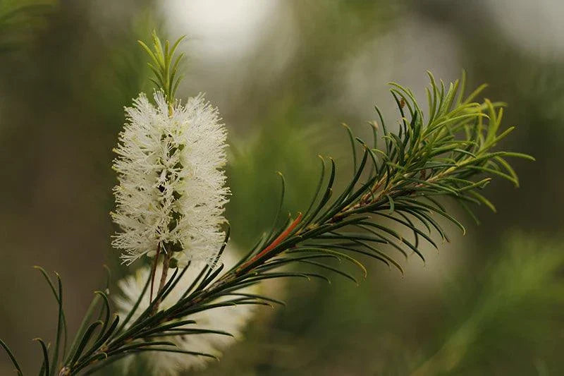 Olio Essenziale di Tea Tree