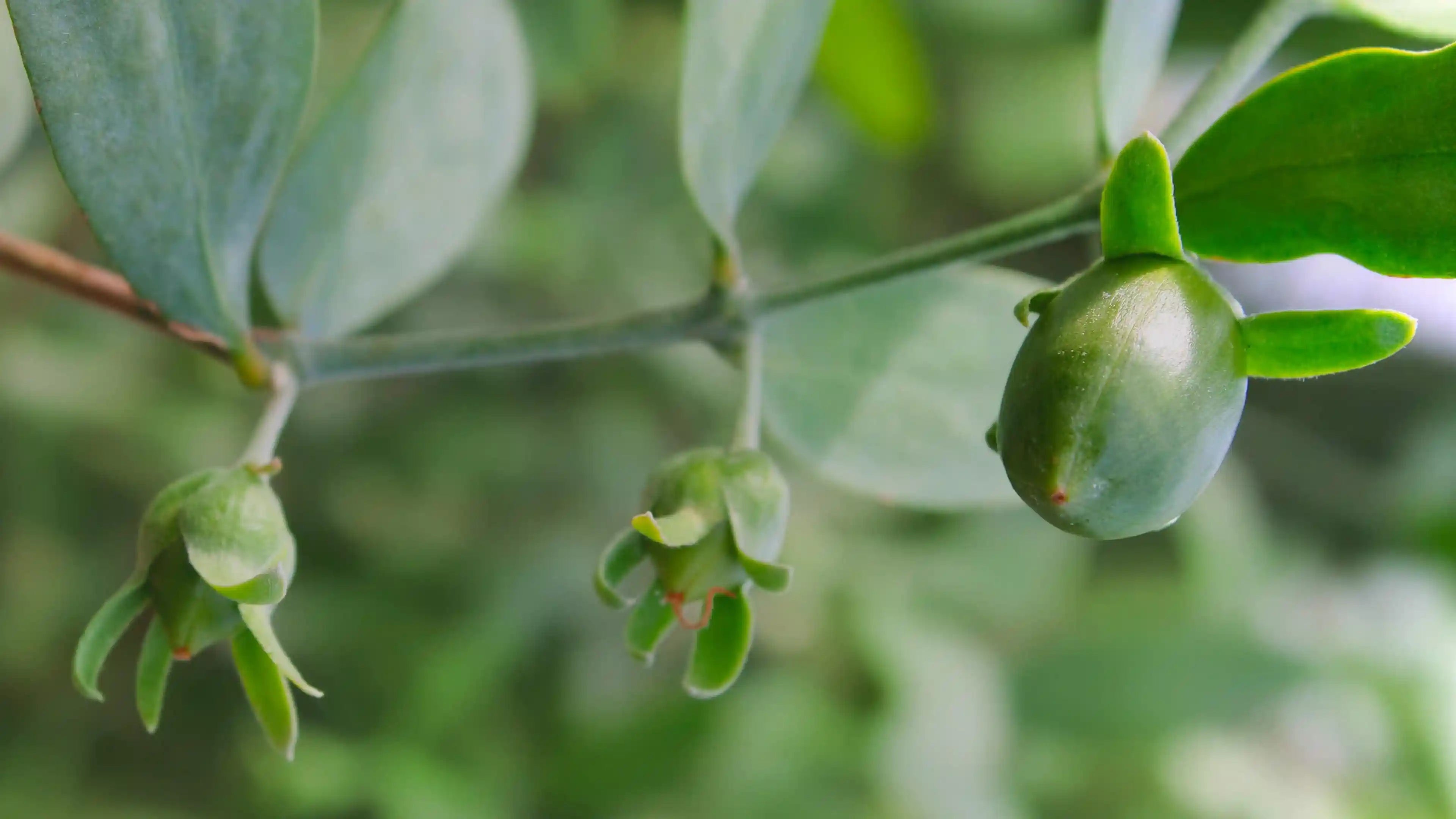 Olio di Jojoba