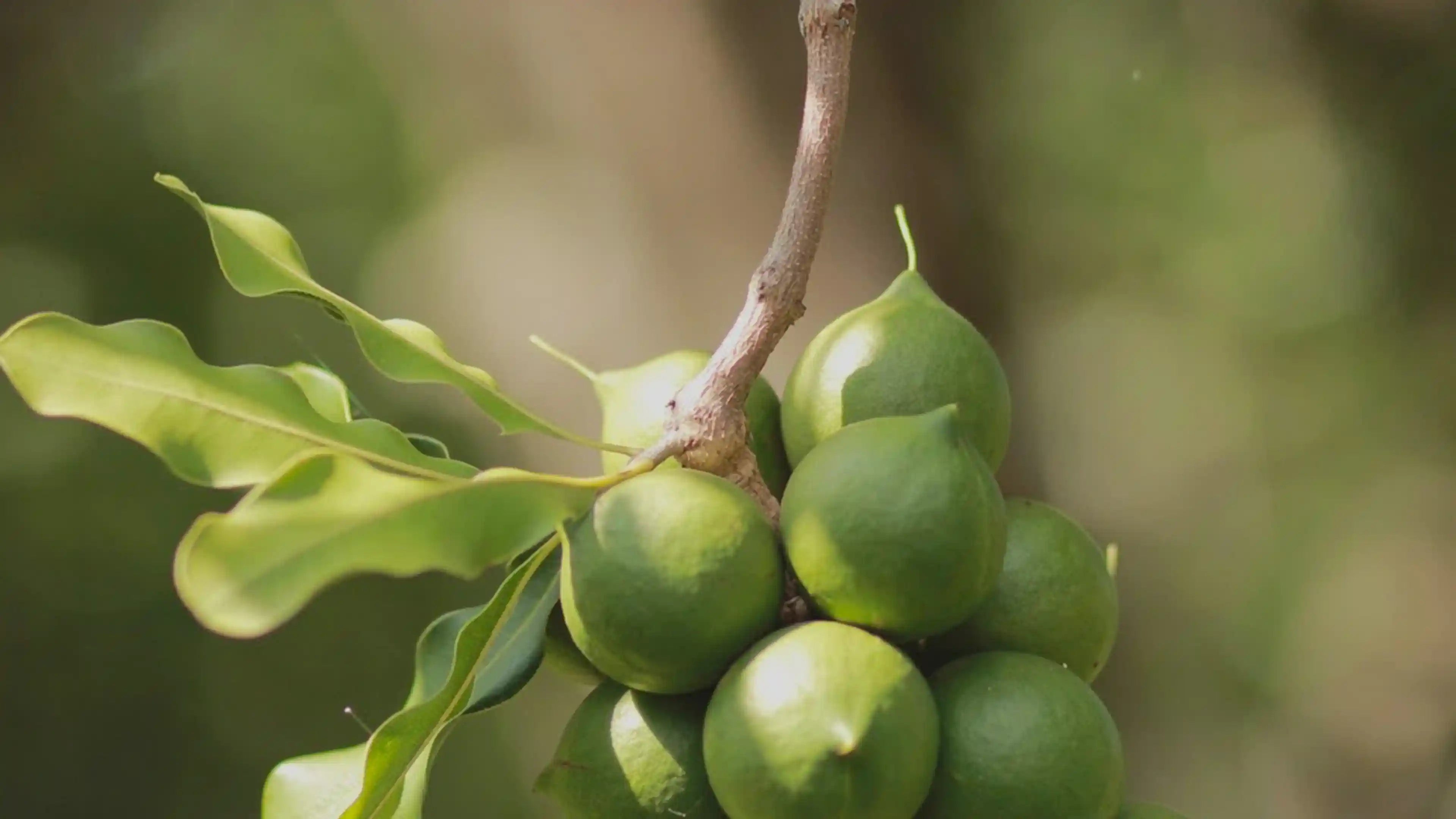 Olio di Macadamia