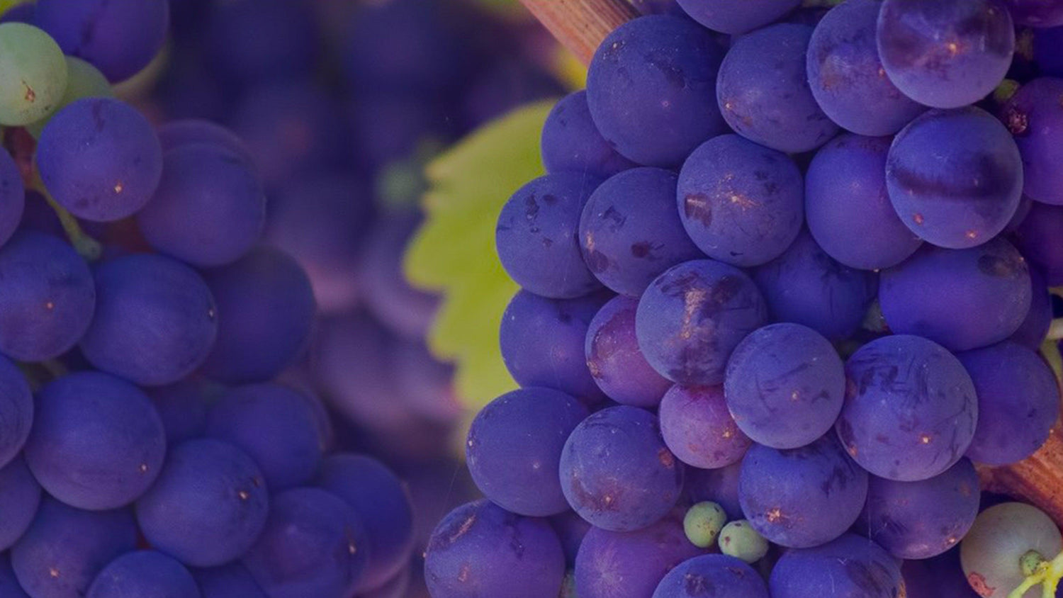 Olio di Vinaccioli