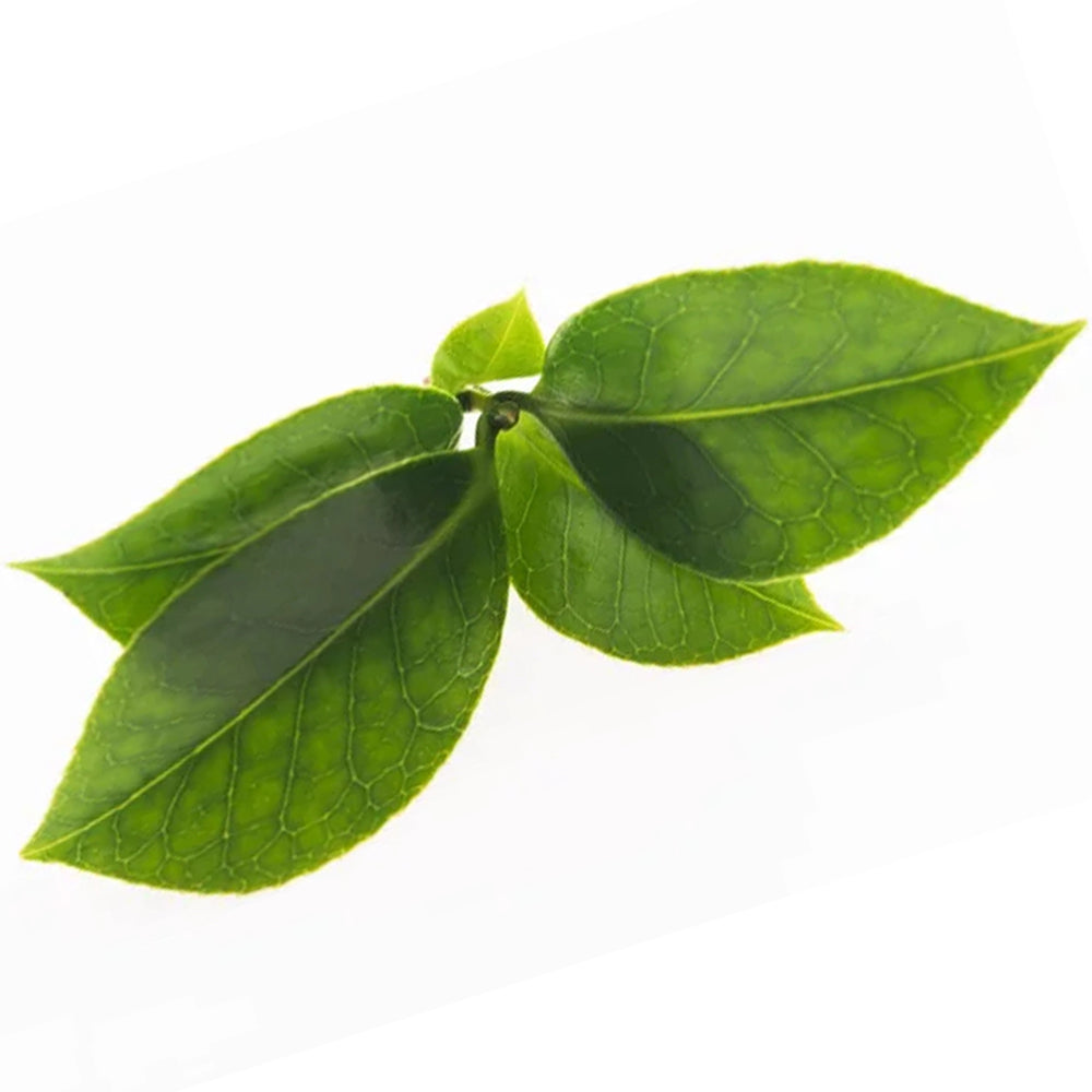 Foglie di tè verde fresche e estratto di tè verde