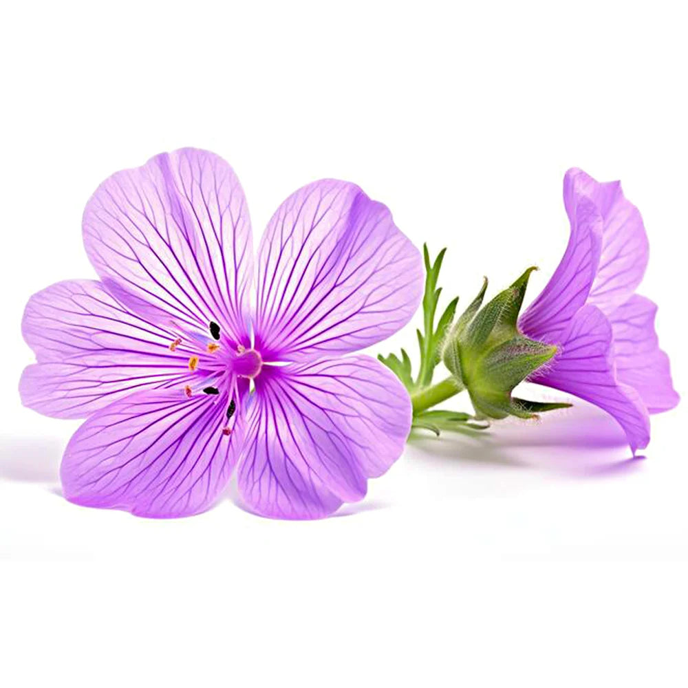 Essenza alla Viola con fiori freschi e atmosfera rilassante