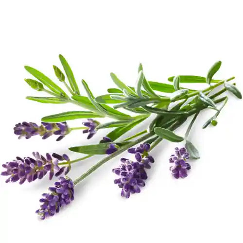 Olio essenziale di lavanda puro, noto per le sue proprietà lenitive, rilassanti e rigeneranti per pelle e mente.