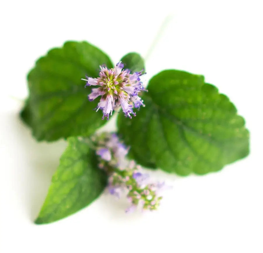 Olio essenziale di Patchouli: aroma caldo e terroso, noto per le sue proprietà rilassanti, afrodisiache e riequilibranti. Ideale per aromaterapia e skincare.