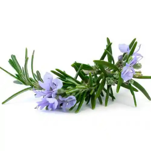 Olio essenziale di rosmarino: stimolante e purificante, tonifica la pelle, migliora la circolazione e aiuta a combattere impurità e acne.