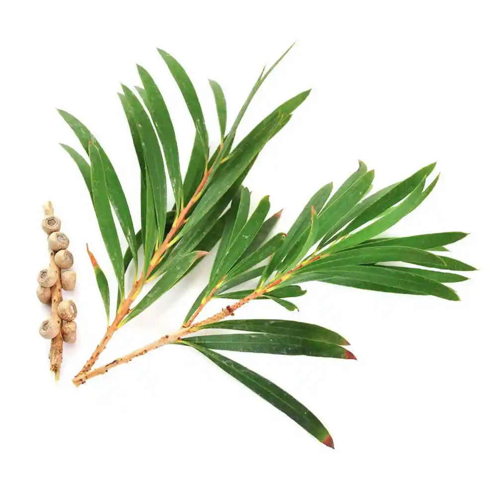 Olio essenziale di Tea Tree per uso cosmetico e terapeutico