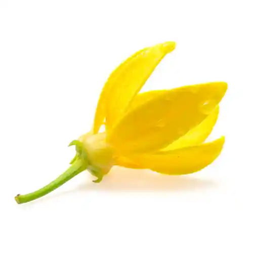 Olio essenziale di Ylang Ylang, noto per le sue proprietà rilassanti, afrodisiache e riequilibranti, ideale per la pelle e il benessere emotivo.