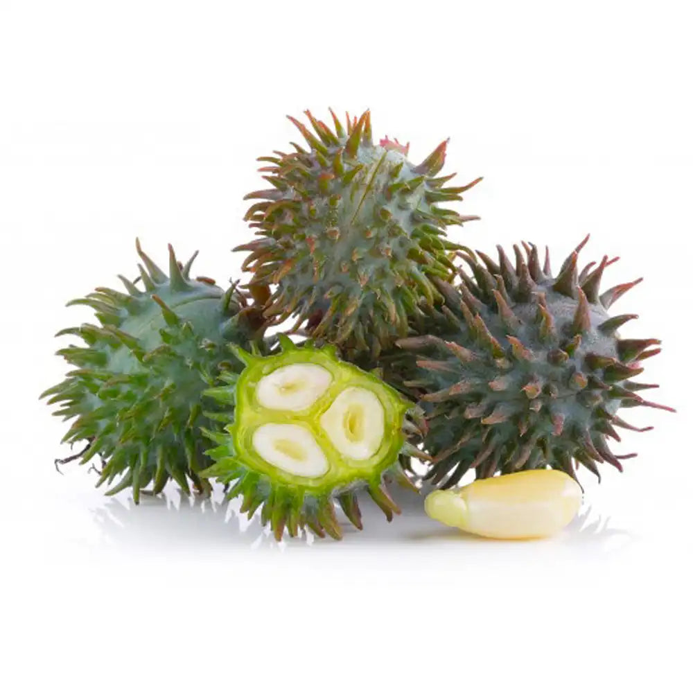 Olio di ricino naturale puro, ideale per cura di capelli e pelle