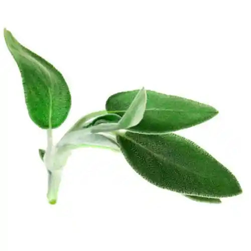 Olio essenziale di Salvia Sclarea, riequilibrante e purificante, ideale per regolare il sebo, tonificare la pelle e favorire il benessere emotivo.