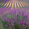 Emotion Box - ESCAPE IN PIEDMONT (Lavendelfelder) 2 SEIFEN